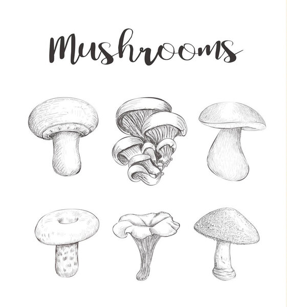 Mushroom set vector sketch Hand illustration. Forest mushrooms