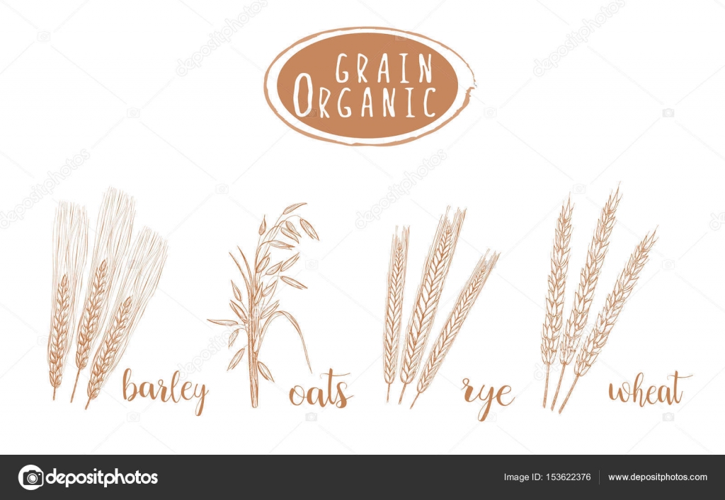 Rice Plant Farm Crop Cereal Grain Sketch Graphic by onyxproj · Creative  Fabrica