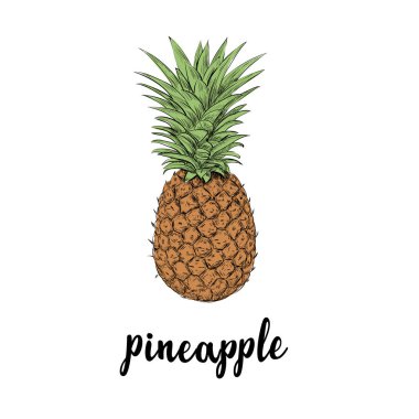 Ananas Meyve. Yaz kroki çizim 