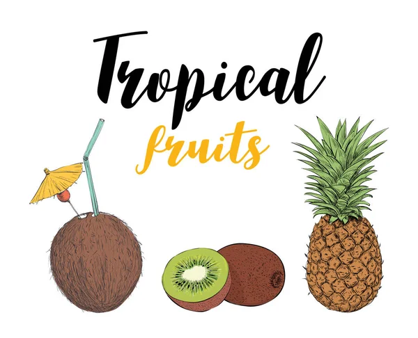 Kiwi aux fruits tropicaux, ananas, cocktail à la noix de coco . — Image vectorielle