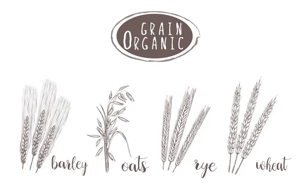 Illustrazione di schizzo di grano organico. Disegno a mano — Vettoriale Stock