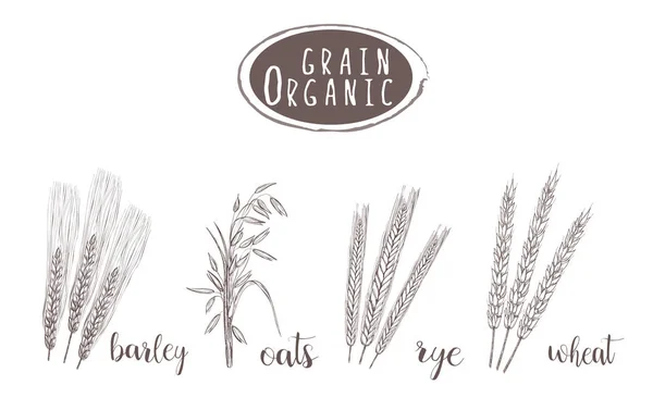 Organik tahıl kroki çizimi. El çizimi