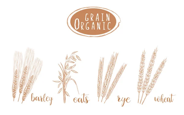 Organik tahıl kroki çizimi. El çizimi 