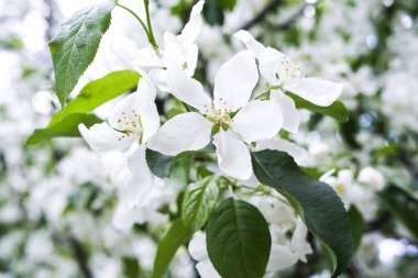 Bir elma ağacının çiçekleri. Beyaz çiçekler dal
