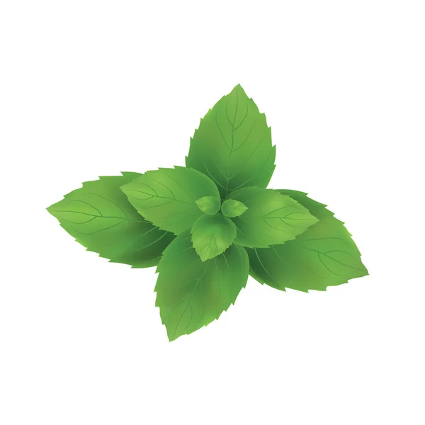 Illustration vectorielle de menthe. Feuilles de menthe vert — Image vectorielle