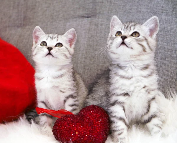 Roztomilá koťátka sedí. Dvě koťata šedé bílé pruhované. Skotské plemeno — Stock fotografie