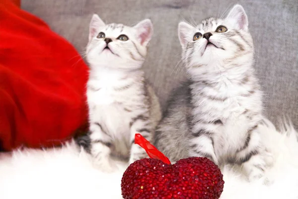 Lindos gatitos sentados. Dos gatitos de rayas blancas grises. Raza escocesa —  Fotos de Stock