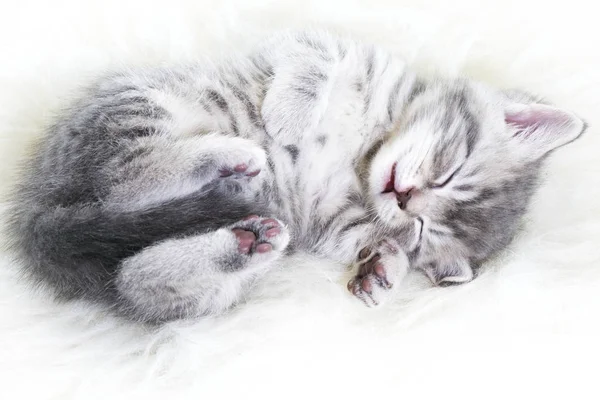 yavru kedi tatlı bir şekilde uyuyor. Belgili tanımlık yavru kedi uykuya yatıyor