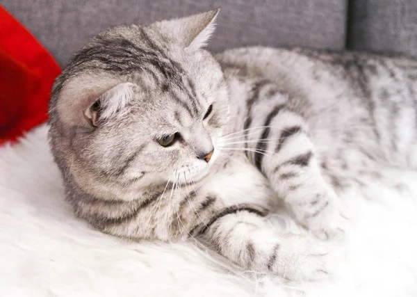 A beautiful tabby cat is lying. Pedigree cat Scottish, British — Stock Photo, Image