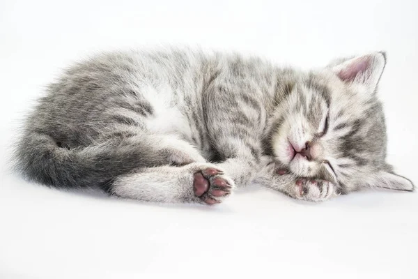 Gatito está durmiendo dulcemente. El gatito yace dormido — Foto de Stock