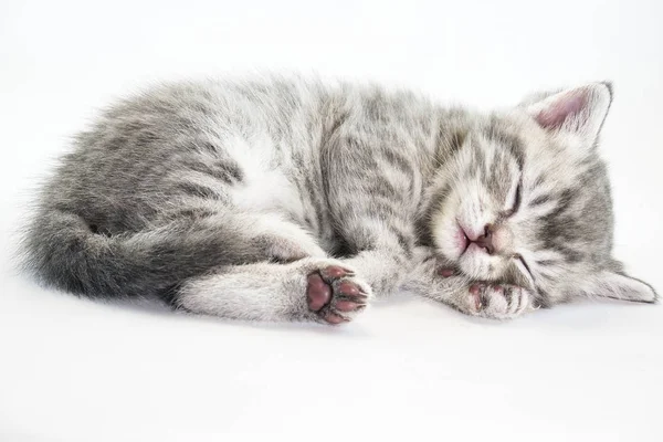 yavru kedi tatlı bir şekilde uyuyor. Belgili tanımlık yavru kedi uykuya yatıyor