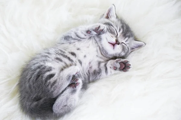 Kitten is zoet slapen. Het kitten ligt in slaap — Stockfoto