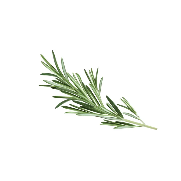 Biberiye bitki. Biberiye baharat. Biberiye vektör çizim.