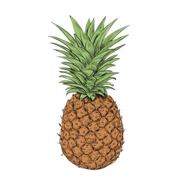 Ananas vektör çizim. Ananas kroki