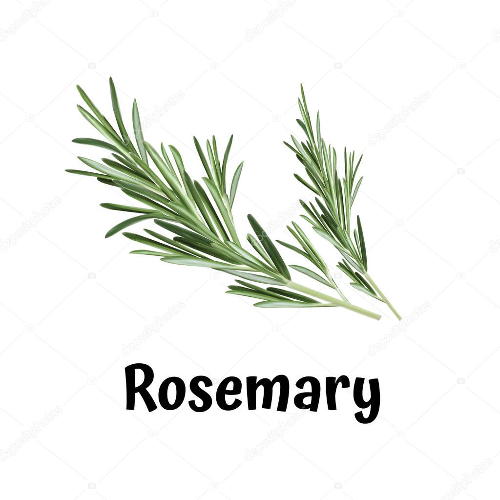 Rosemary illustration. Vector Rosemary.