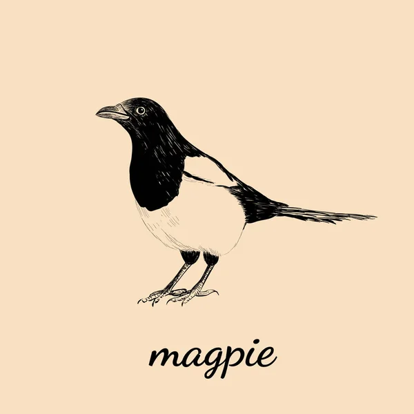 Magpie sketch vector illustration. Bird Magpie — Stock Vector