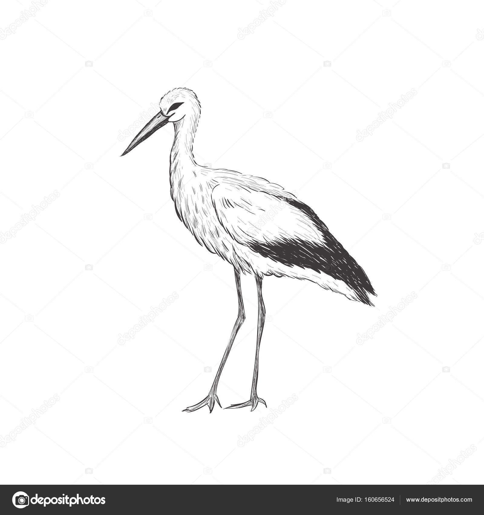 Strange Bird...Shoebill Stork drawing by Scott Ries | Doodle Addicts