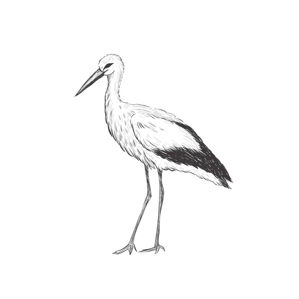 Stork skiss vektorillustration. — Stock vektor