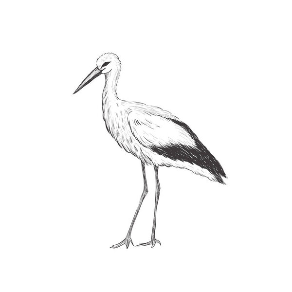 Stork sketch vector illustration. 