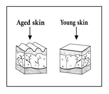 Yaşlı ve genç cilt. Yaşlı ve genç cilt kroki düzeni.