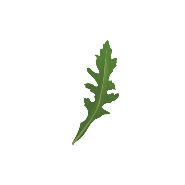 Arugula hierba especia vector ilustración . — Vector de stock