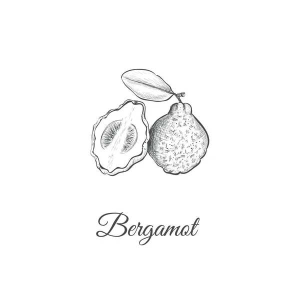 Esquisse bergamote dessin à la main . — Image vectorielle