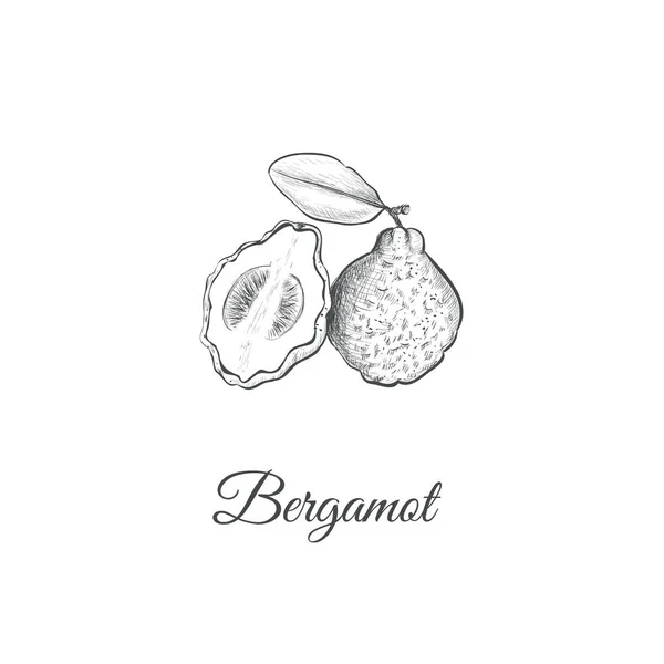 Bergamot 스케치 손 그리기. — 스톡 벡터