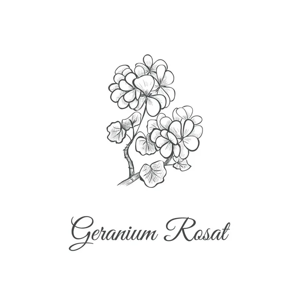 Desenho de mão Geranium Rosat Sketch . —  Vetores de Stock