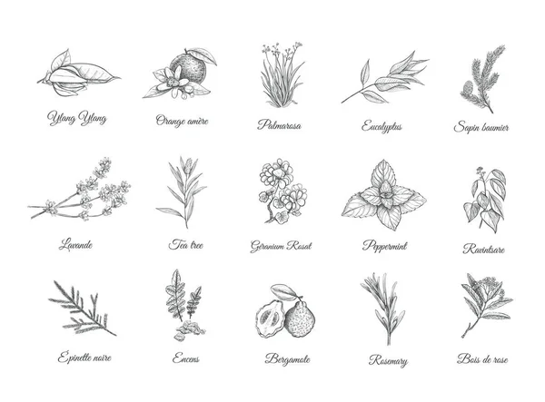 Kruiden en specerijen-set. Collectie schets planten — Stockvector