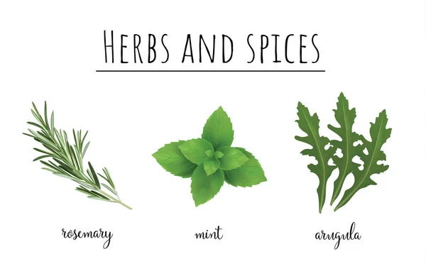 Collection of fresh herbs and names — Stock Photo ... on {keyword}