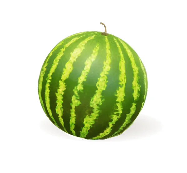 Wassermelone realistische Vektor-Illustration. — Stockvektor