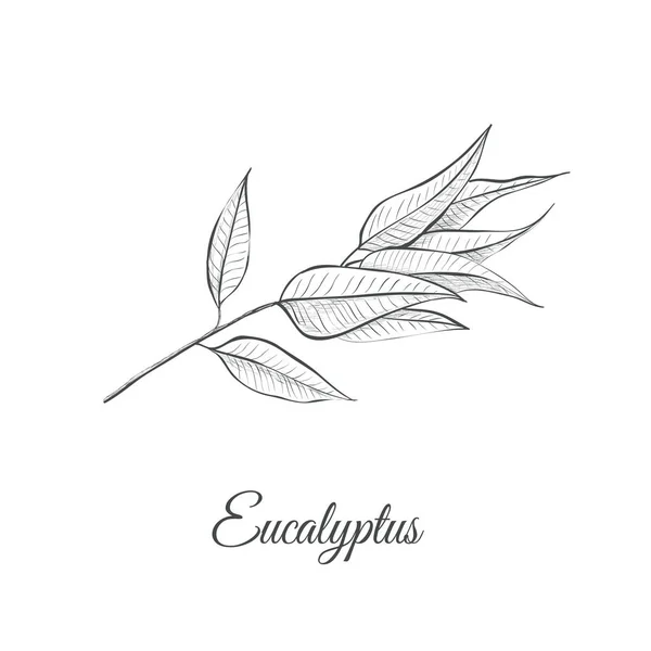 Desenho de eucalipto ilustração vetorial . —  Vetores de Stock