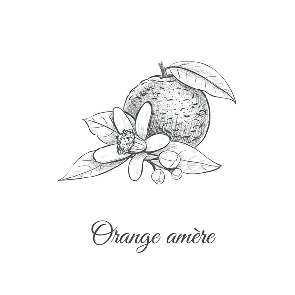 Orange amere vektorillustration. Pomerans — Stock vektor