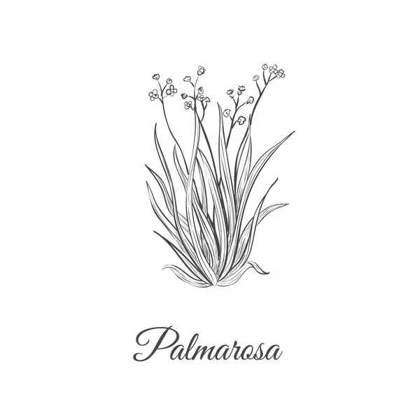 Croquis Palmarosa dessin à la main. Palmarosa — Image vectorielle