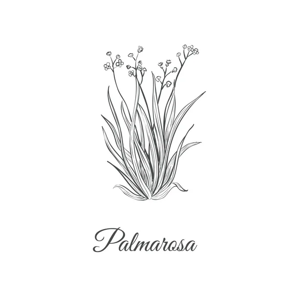 Palmarosa schizzo mano disegno. Palmarosa — Vettoriale Stock