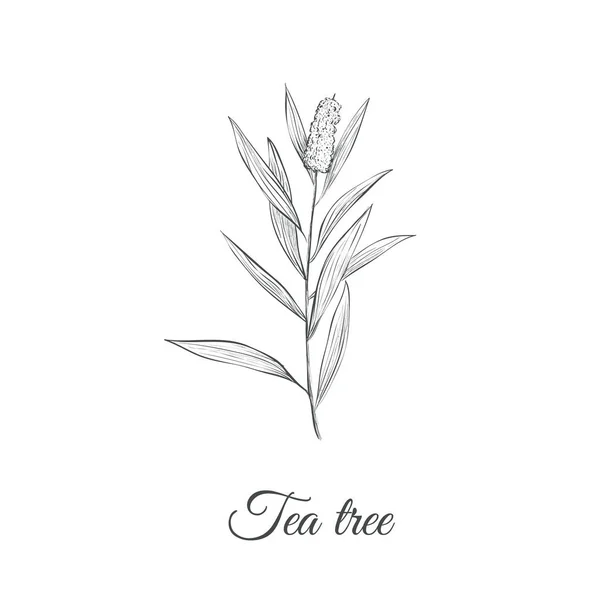 Illustrazione vettoriale del ramo del disegno dell'albero del tè . — Vettoriale Stock