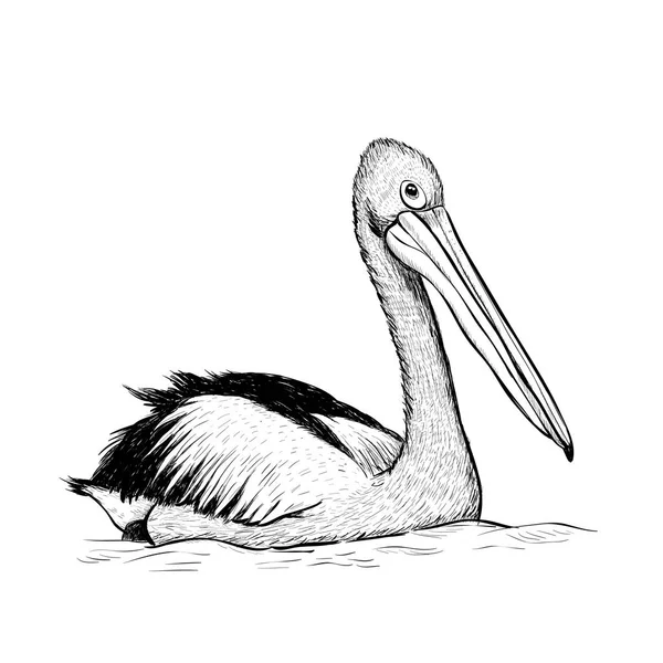 Pelican bird sketch black and white hand drawing. — Stock Vector