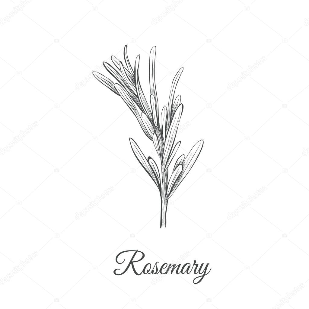 Rosemary sketch hand drawing. Rosemary 