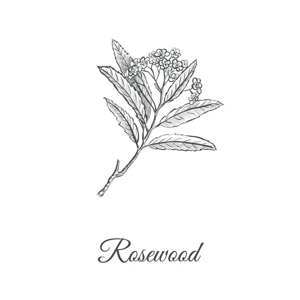 Rosewood skech mão desenho. Ramo de um pau-rosa — Vetor de Stock