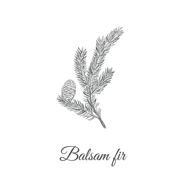 Balsamik köknar kroki el çizimi. 