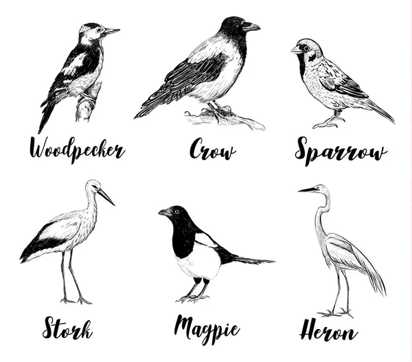 Gli uccelli disegnano. Raccolta di uccelli . — Vettoriale Stock