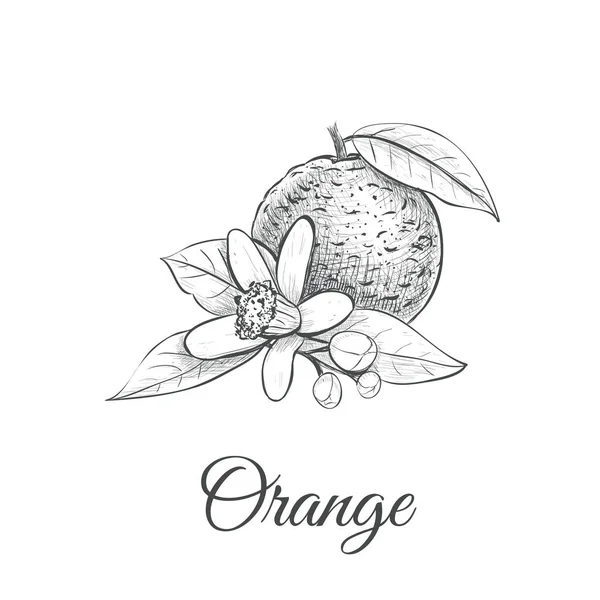 Croquis orange avec vecteur orange fleur — Image vectorielle