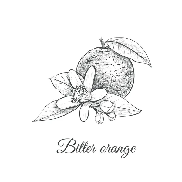 Bitterorangefarbene Vektorillustration. Bitterorange — Stockvektor