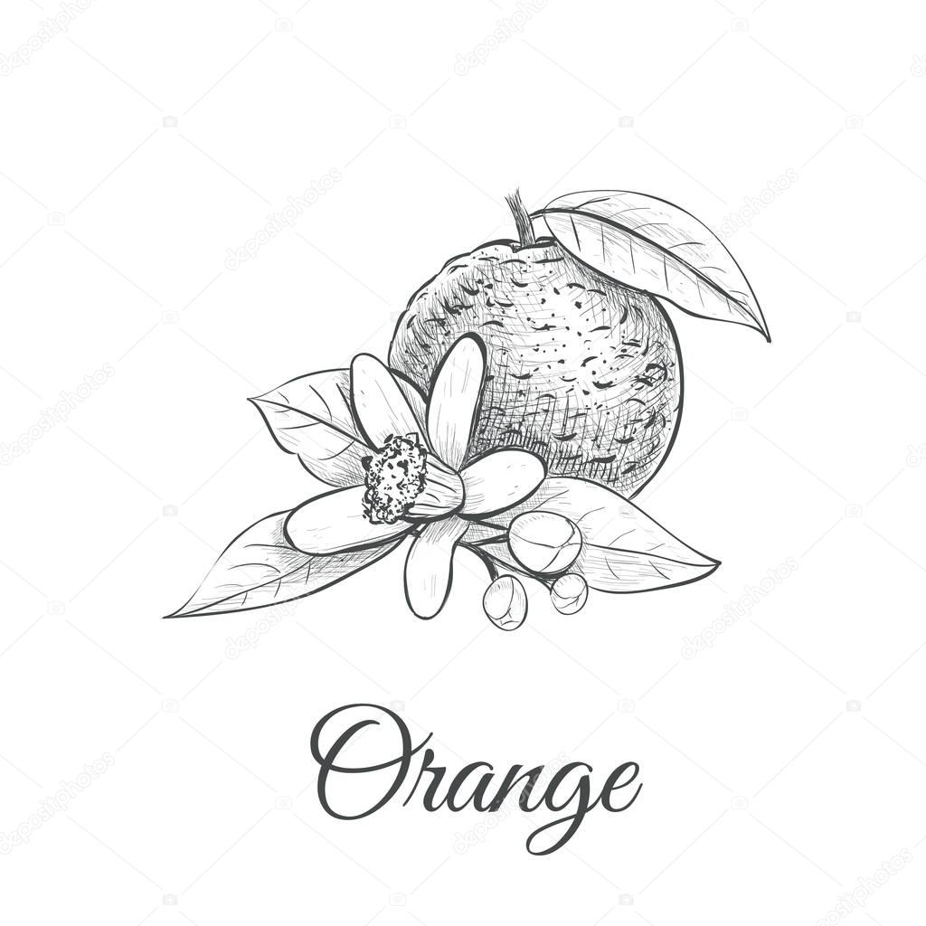 Orange Sketch With Flower Orange Vector Illustration Premium Vector In Adobe Illustrator Ai Ai Format Encapsulated Postscript Eps Eps Format Orange Sketch With Flower Orange Vector Illustration Premium Vector In Adobe Illustrator Ai Ai Format Encapsulated Postscript Eps Eps Format