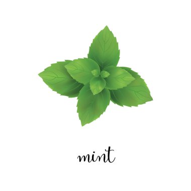 Nane vektör çizim.