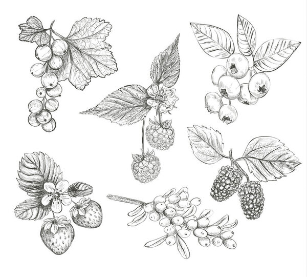 Sketch Berries set vector illustration. 