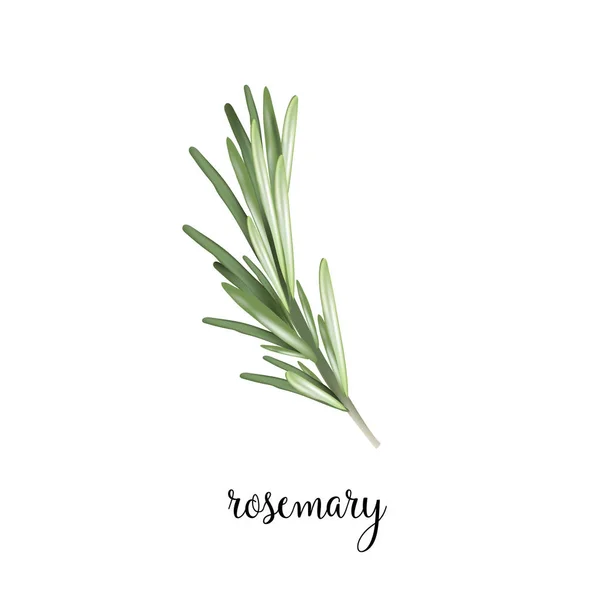 Rosemary tak vectorillustratie. — Stockvector