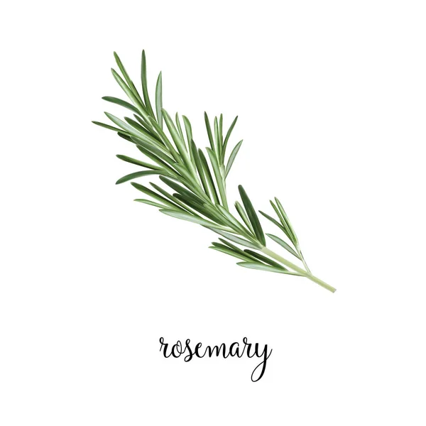 Rosemary tak vectorillustratie. — Stockvector