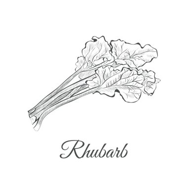 rhubarb sketch hand drawing. rhubarb vector  clipart