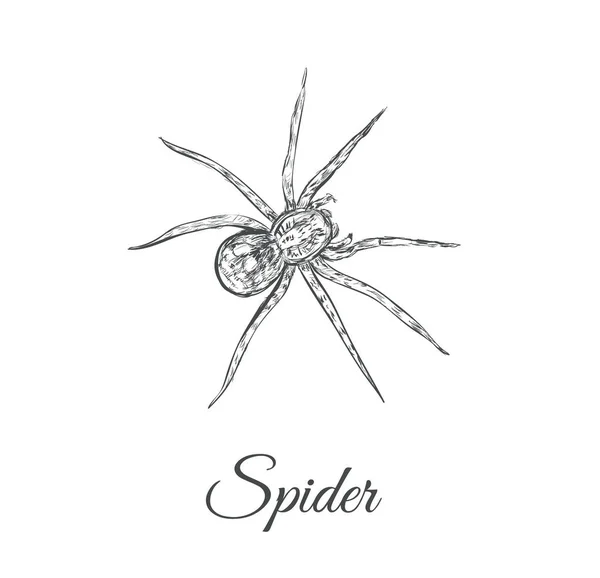 Spinnenskizze Vektorillustration. Spinne — Stockvektor